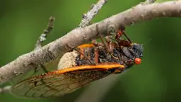 Super-Horny ‘Zombie Cicadas’ Might Emerge With a Fungal STD