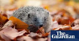 UK hedgehog sightings on the rise after years of decline, survey finds