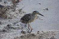 Striated Heron