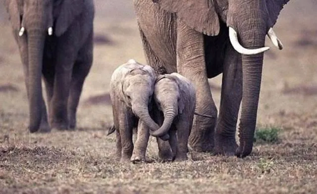 They're holding trunks