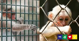 Millions Of Taxpayer Dollars Used To Fund ‘Revolting’ Experiments On Monkeys