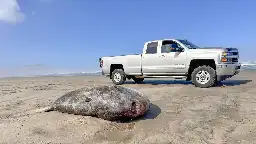 Odd-Looking Fish that Washed Ashore in Oregon is Newly Discovered Species