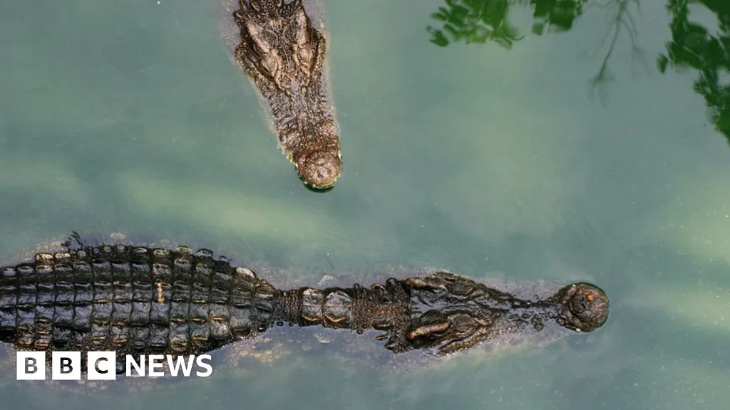 Dozens of crocodiles in China escape during floods