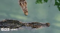 Dozens of crocodiles in China escape during floods