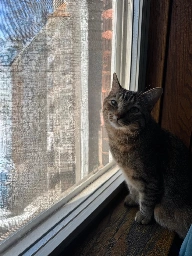 A fluffy shorthair torby sits in the sunlight on a windowsill. The view through the window is obscured but it is a sunny day and the sky is blue