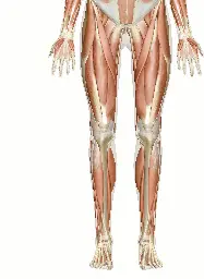 The Muscles of the Leg and Foot: 3D Anatomy Model