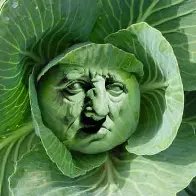 Cato the Cabbage