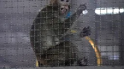 Plan for $400 million monkey-breeding facility in southwest Georgia draws protest