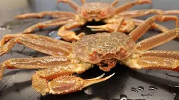 Billions of crabs went missing around Alaska. Scientists now know what happened to them | CNN