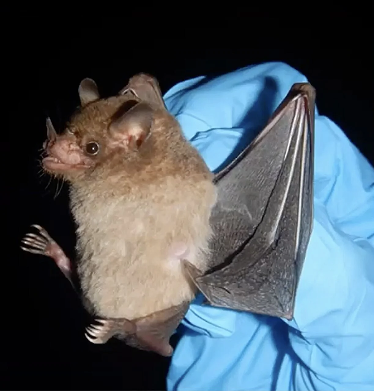 Some bats are surviving and thriving with blood sugar levels that would be lethal for other mammals