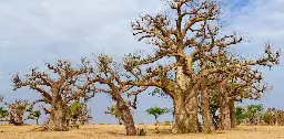 Baobab trees all come from Madagascar – new study reveals that their seeds and seedlings floated to mainland Africa and all the way to Australia