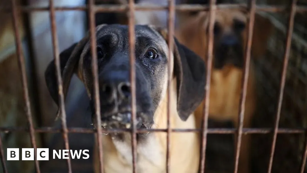 South Korea passes law banning dog meat trade