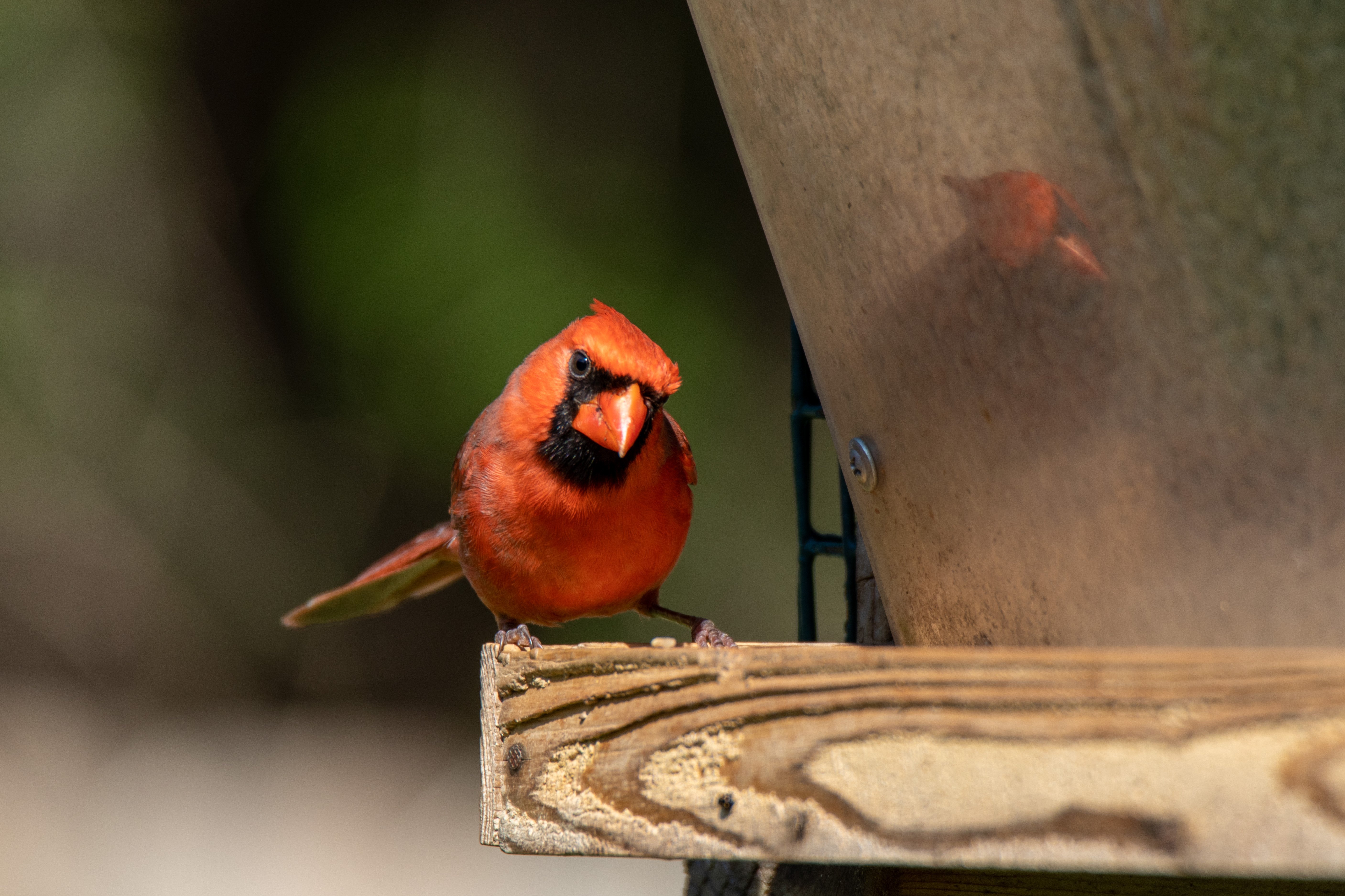 Curious Cardinal