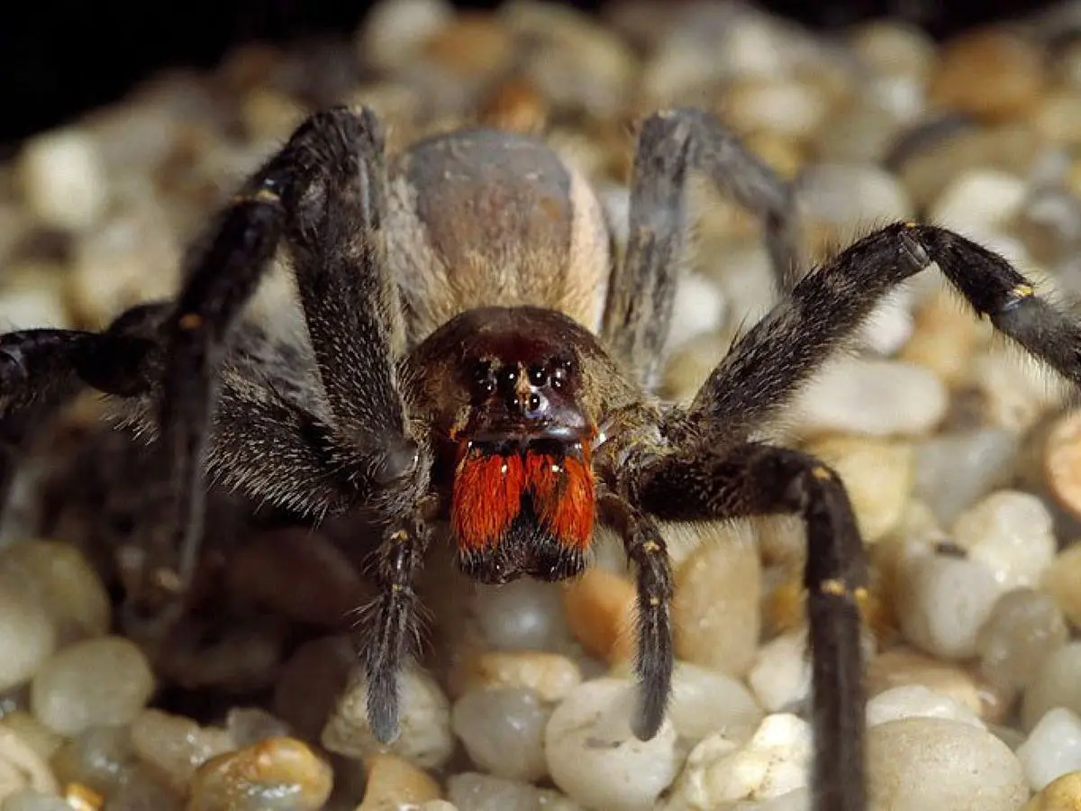 Supermarket evacuated after spider whose bite can cause erections or death spotted