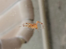 What is this spider? (U.S. Midwest)  [SOLVED]