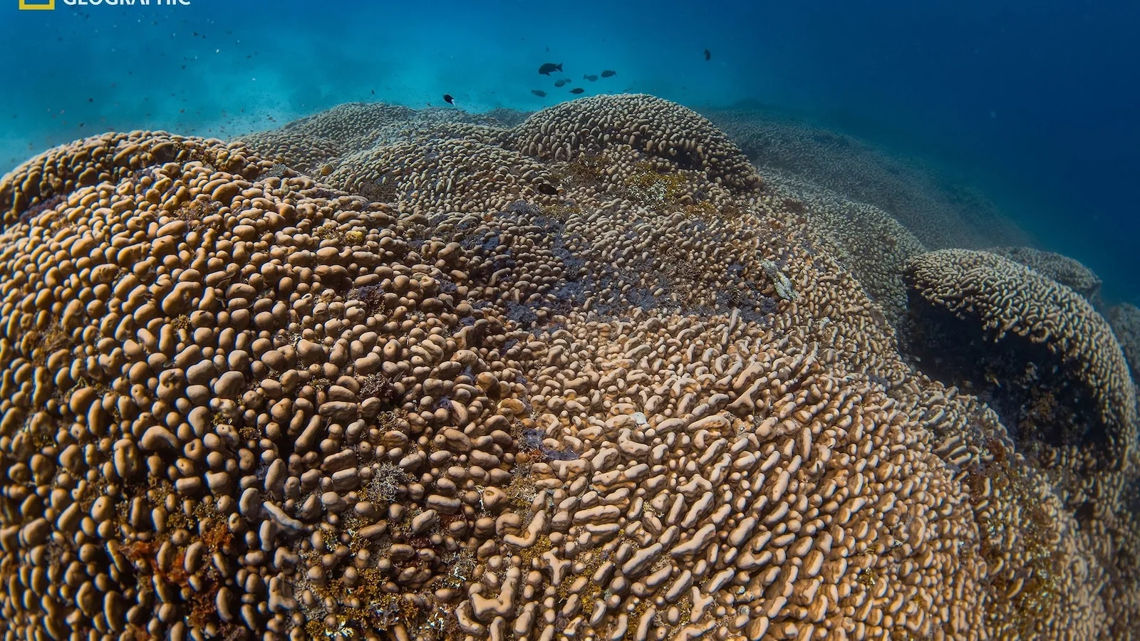 World’s largest coral reef discovered off the Solomon Islands