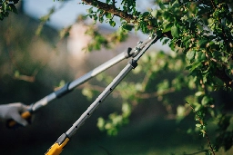 NBCUniversal accused of damaging LA city trees to deprive strikers of shade while picketing | Boing Boing