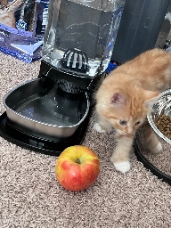 Apple for scale