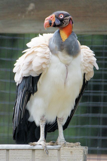 King Vulture, photo by Eric E Haas