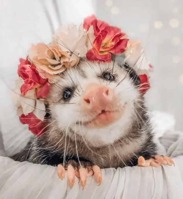portrait of an opossum wearing a pink floral crown