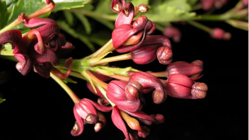 Mysterious ancient tree lives in a small and remote location — deep in Tasmania's south west