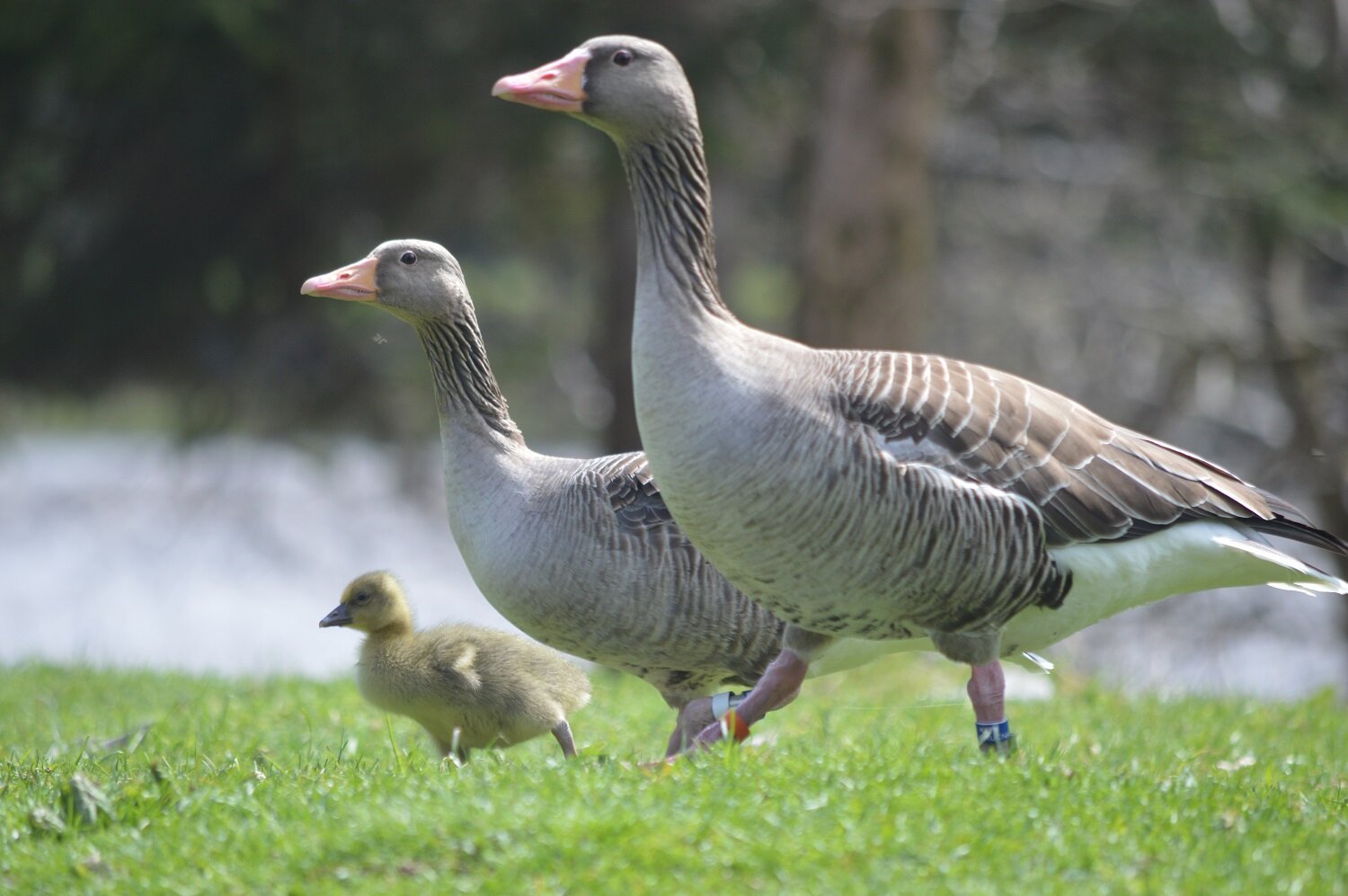 Greylag geese with similar personalities have higher hatching success, study suggests