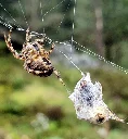 [OC] Orb Spider (Araneus diadematus) and lunch