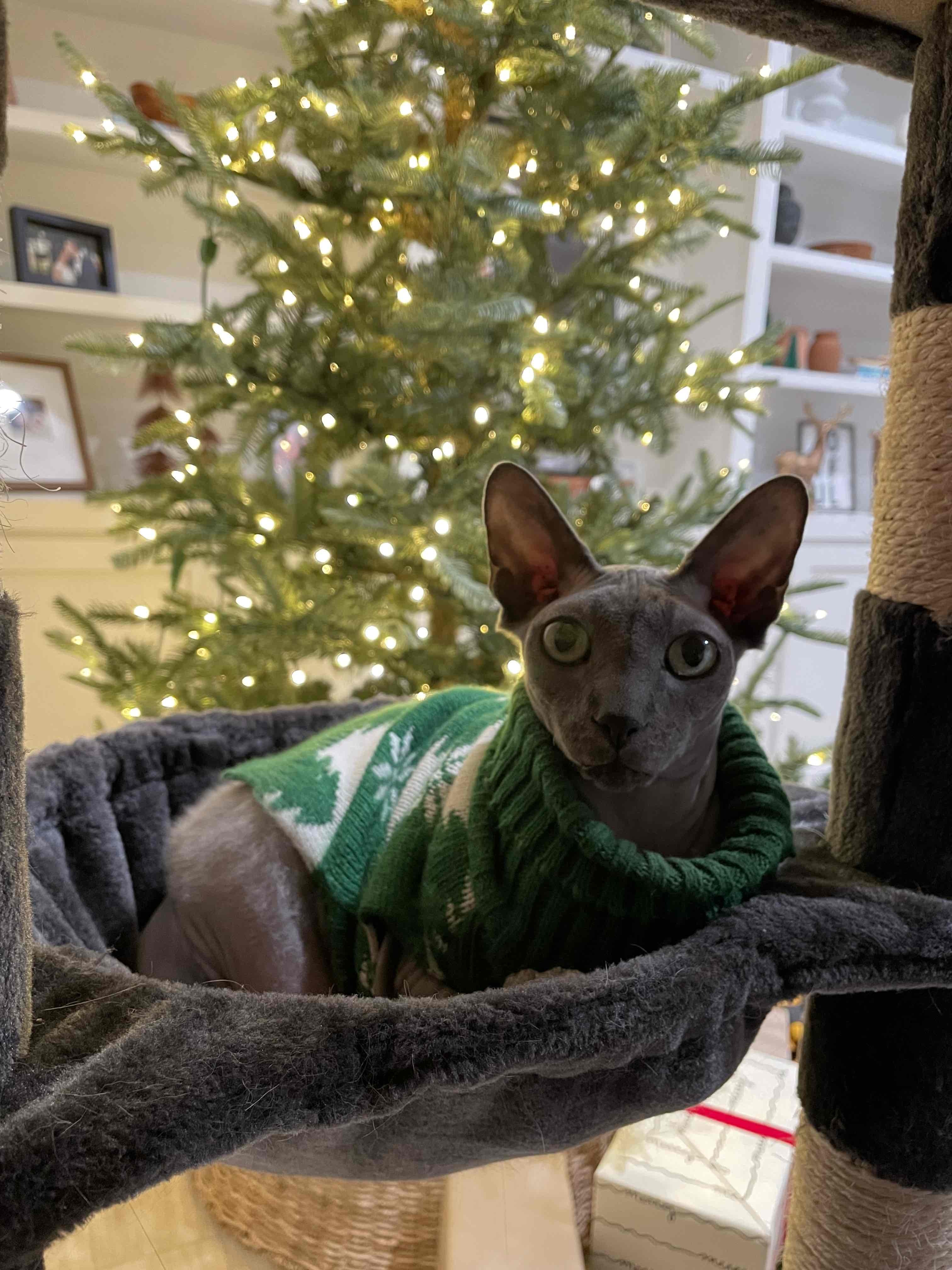 sphynx cat laying on a cat tower while wearing a green sweater