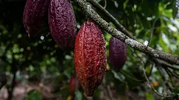 Chocolate prices could soar as changing climate patterns worsen cocoa crisis