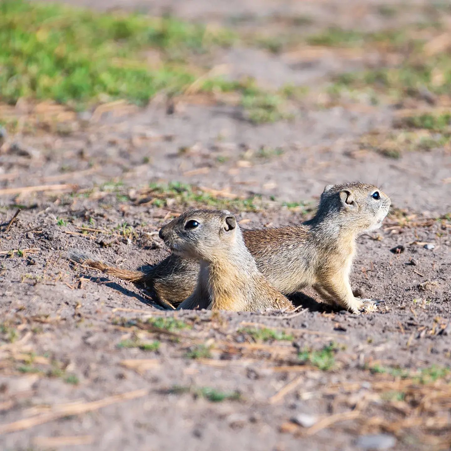 More ground squirrels!