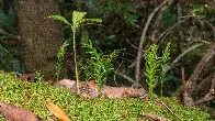 This tiny fern has the largest genome of any organism on Earth