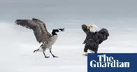 Canada goose fights off bald eagle in rare, symbolism-laden battle on ice