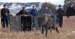 5 wolves released in Colorado as part of reintroduction plan