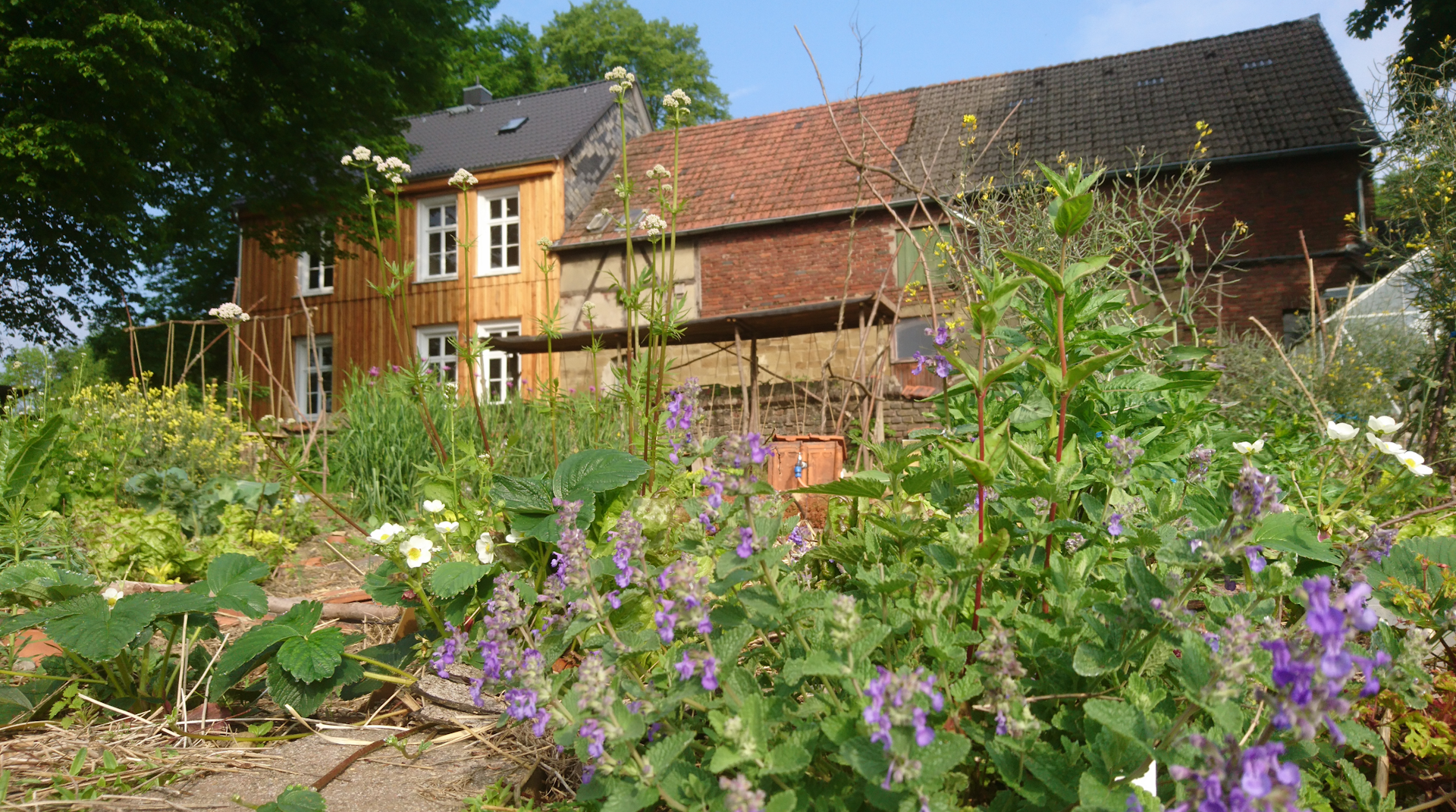 Schritt für Schritt zum Permakultur-Paradies. 5 Ideen für deinen Garten