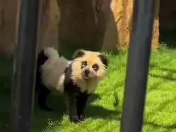 Zoo admits that their pandas are actually ‘painted dogs’