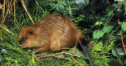 Beavers build planned dams in protected landscape area, while local officials still seeking permits