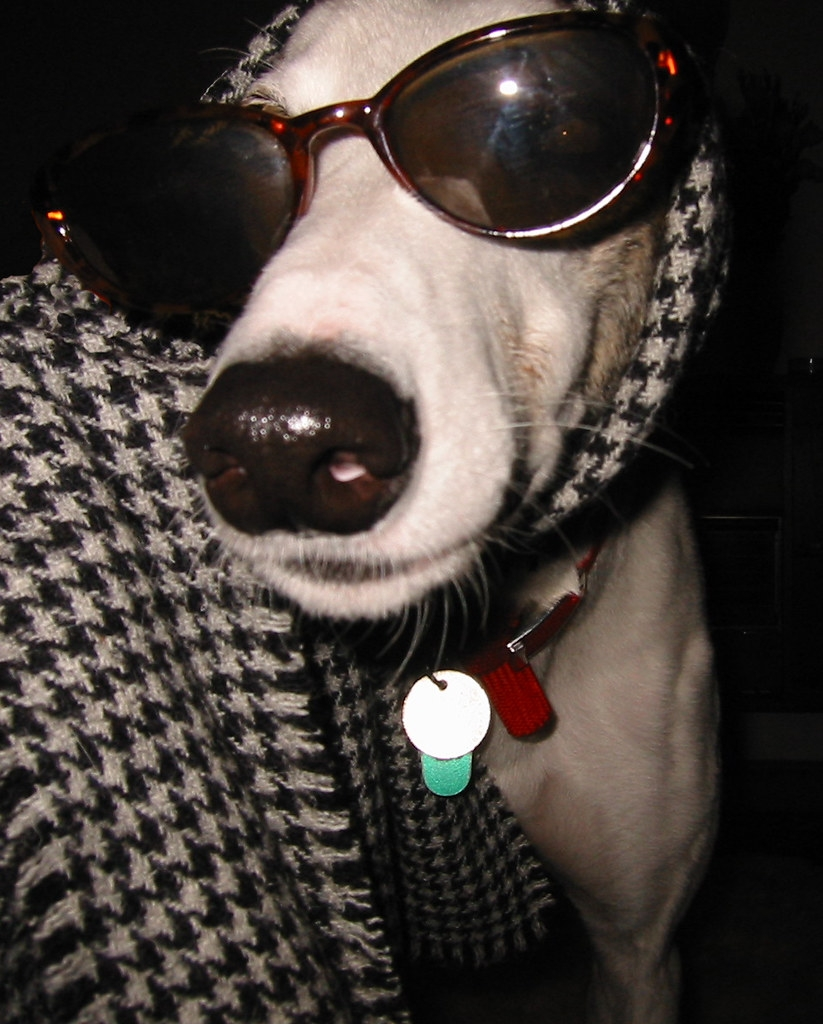 Dog in disguise