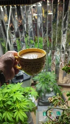 Trees, Tomatoes, Salat and Chillies