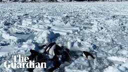 Pod of orcas trapped in drift ice off Japanese coast