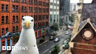 Woman faces milk carton assault charges after seagull capture