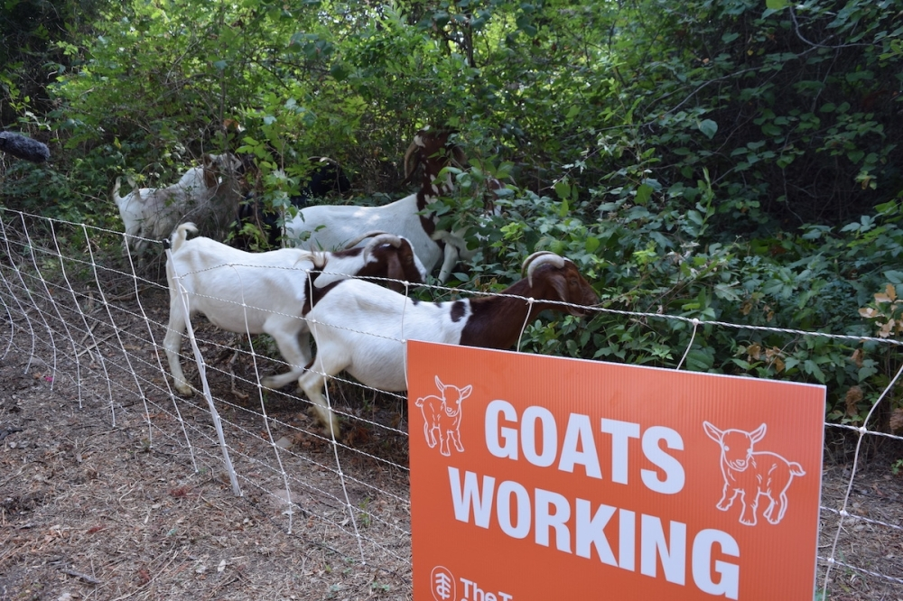 Herd of 150 goats weeding out invasive plants at Butler Hike and Bike Trail