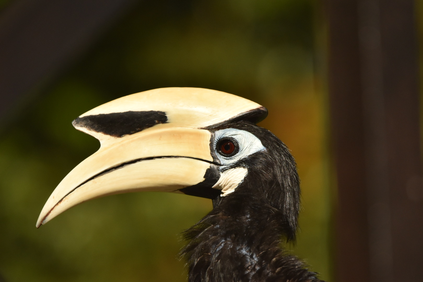 Oriental Pied Hornbill - Sabah, Borneo (April 2023)