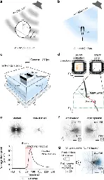 The mechanism for directional hearing in fish - Nature