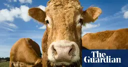 UN livestock emissions report seriously distorted our work, say experts