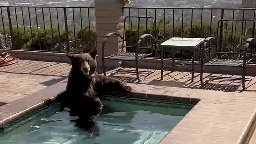 In summer heat, bear spotted in Southern California backyard Jacuzzi