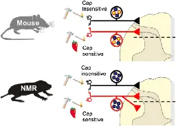 Independent evolution of pain insensitivity in African mole-rats: origins and mechanisms - Journal of Comparative Physiology A