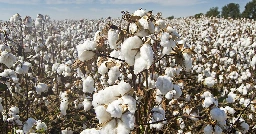 Arkansas loses another cotton gin - Talk Business & Politics