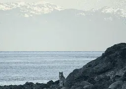 These wolves in Alaska ate all the deer. Then, they did something unexpected