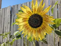 A Gorgeous Sunflower!