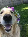 golden_retriever